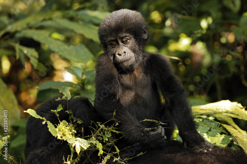 Baby Gorilla  Gorilla beringei beringei  Riding Mothers Back. Bwindi Impenetrable National Park  Uganda