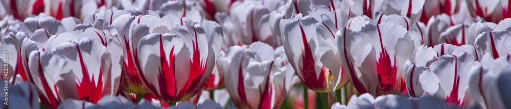 Obraz premium pasek biało-czerwonych tulipanów