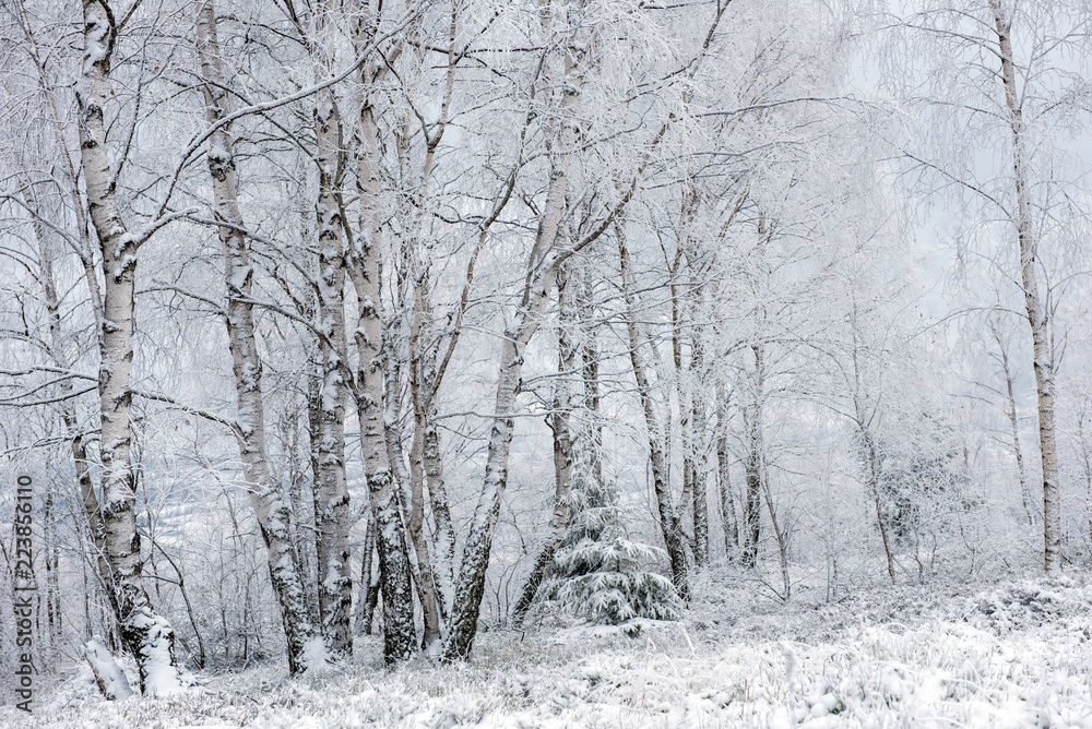 Winter trees covered with hoarfrost Winter trees covered with hoarfrost