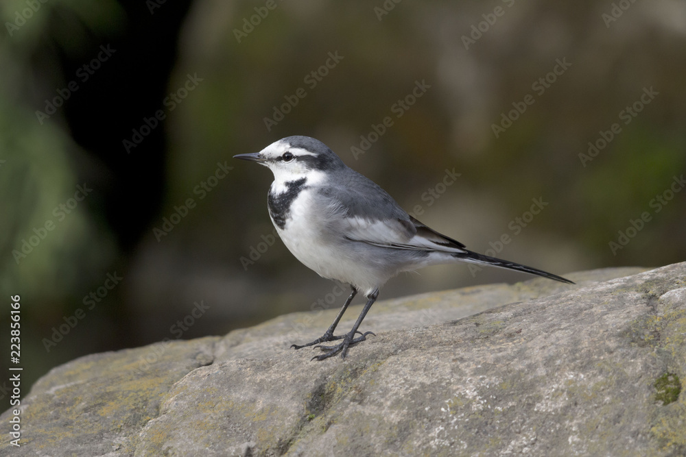 Fototapeta premium ハクセキレイ