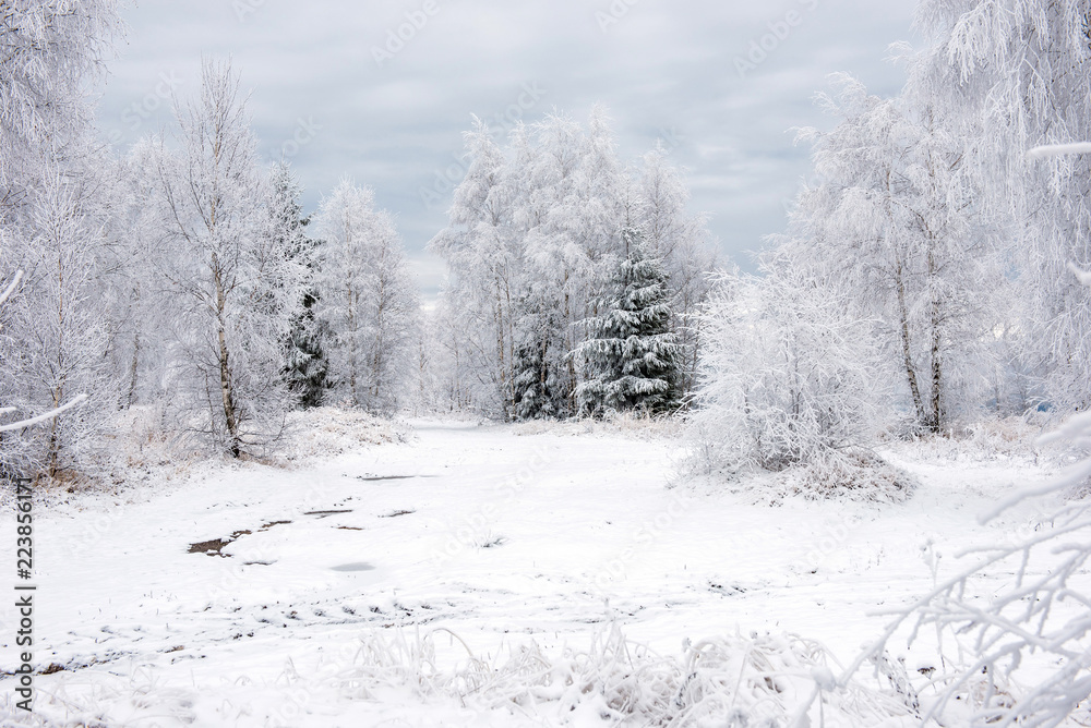 Fototapeta premium First snow in the forest