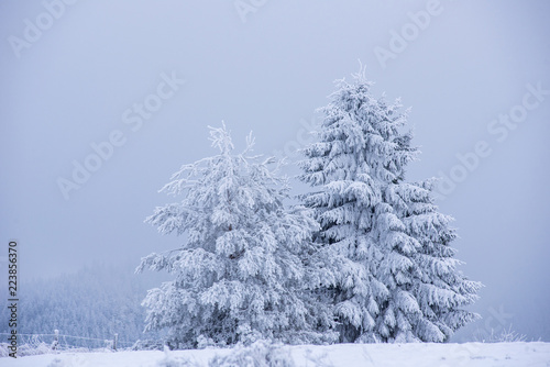 Fairy snowy winter Christmas landscape © salajean