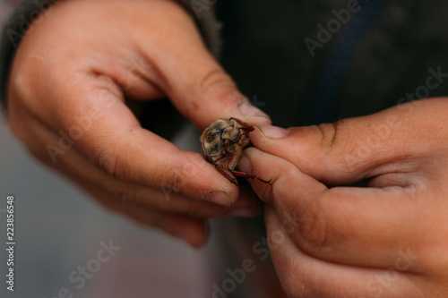 a beetle in the hands of a child. The child holds in the dirty hands of a May beetle, a horsetail.rural child.child in nature, studying nature. exploring the world of insects