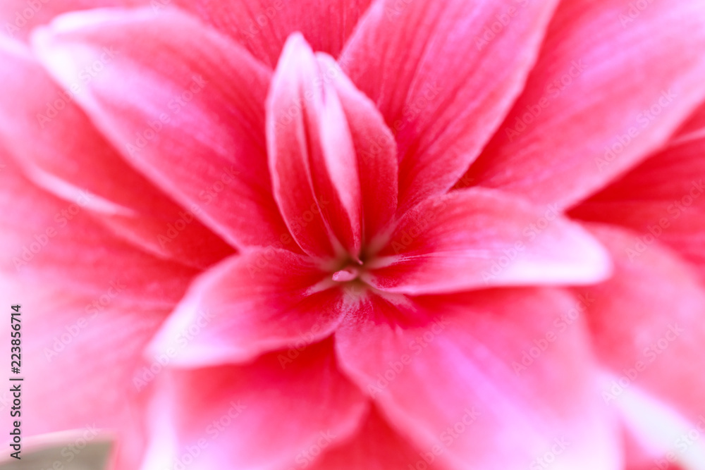 Closeup Inside Pink Flower