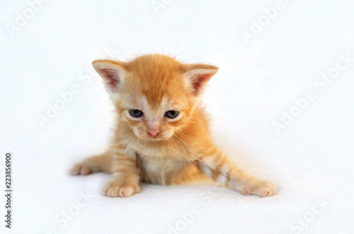 Over white background redhead kitten © frosiu