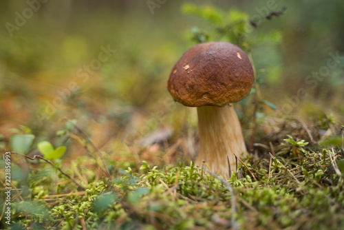 Beautiful boletus edulis mushroom growing in the natural forest.