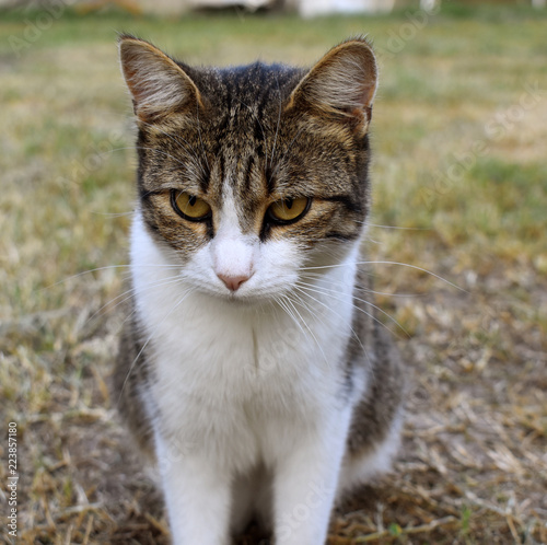 Wallpaper Mural cranky cat sits and watches. Torontodigital.ca