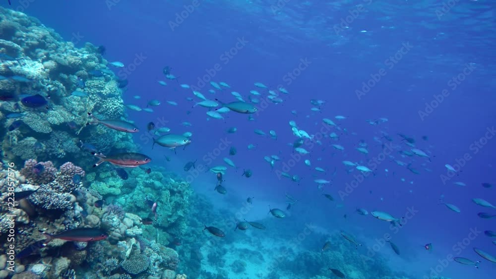 Video shooting at a shallow depth. The corals and tropical fish. Video shooting at a shallow depth. The corals and tropical fish.