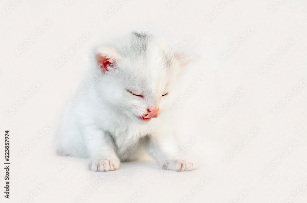 The white kitten sits The white kitten sits