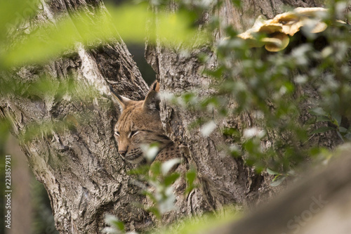 Lynx - verstoppen in een boom