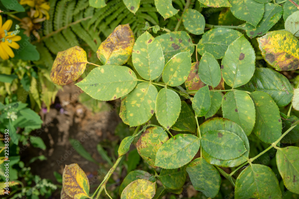 Disease of leaves and branches of roses close-up of damage to rot and parasites. The concept of protecting the rosary Disease of leaves and branches of roses close-up of damage to rot and parasites. The concept of protecting the rosary