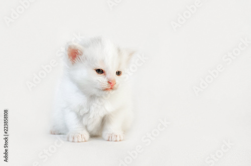 White cat with pink spout