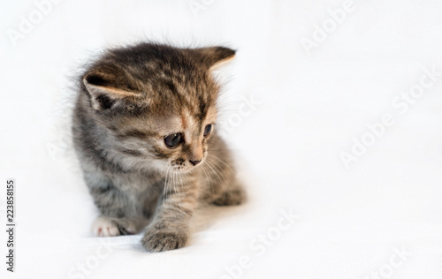 Gray little kitten