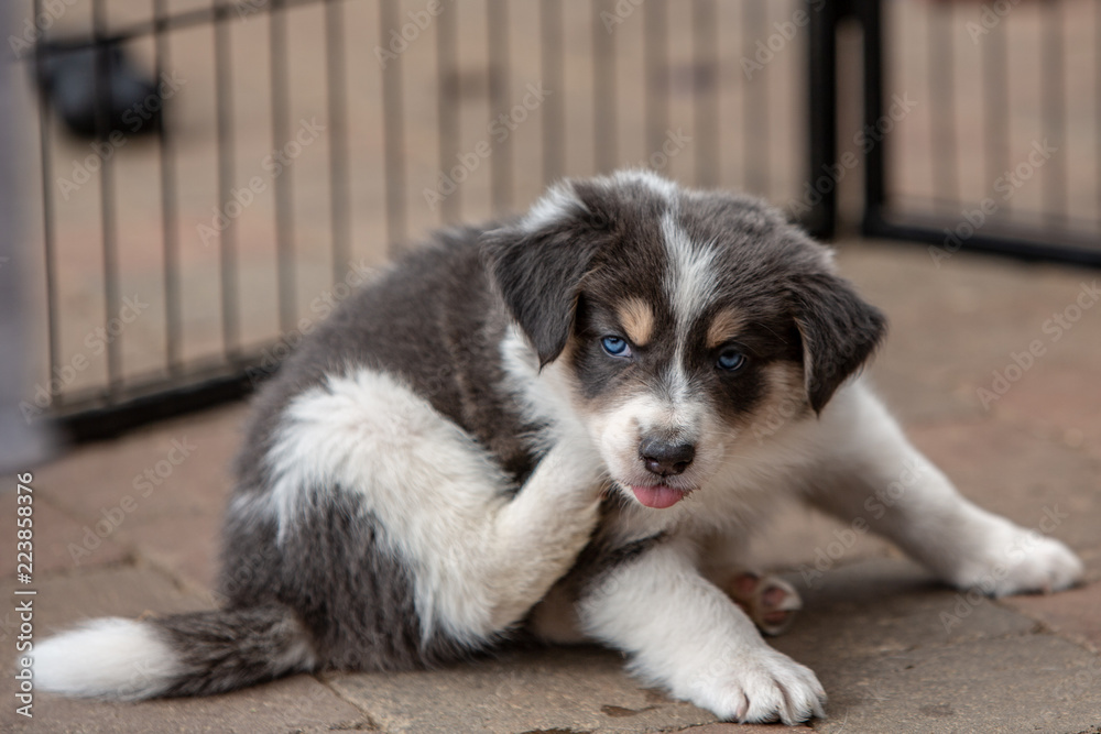 border collie puppy dog living in beligium border collie puppy dog living in beligium