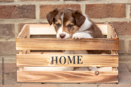 border collie puppy dog living in beligium