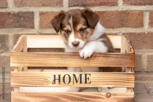 border collie puppy dog living in beligium photo