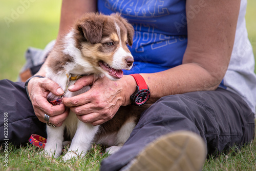 border collie puppy dog living in beligium photo