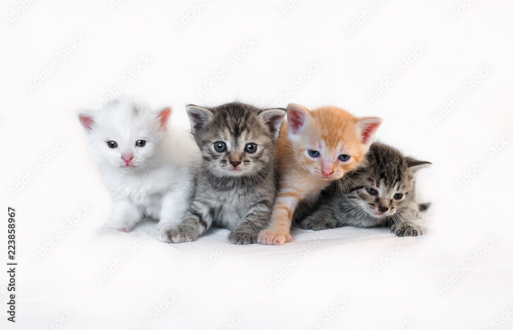 Kittens on a white background huddle together Kittens on a white background huddle together