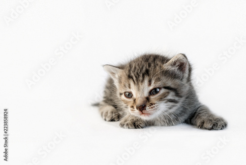Kitten lying on white background
