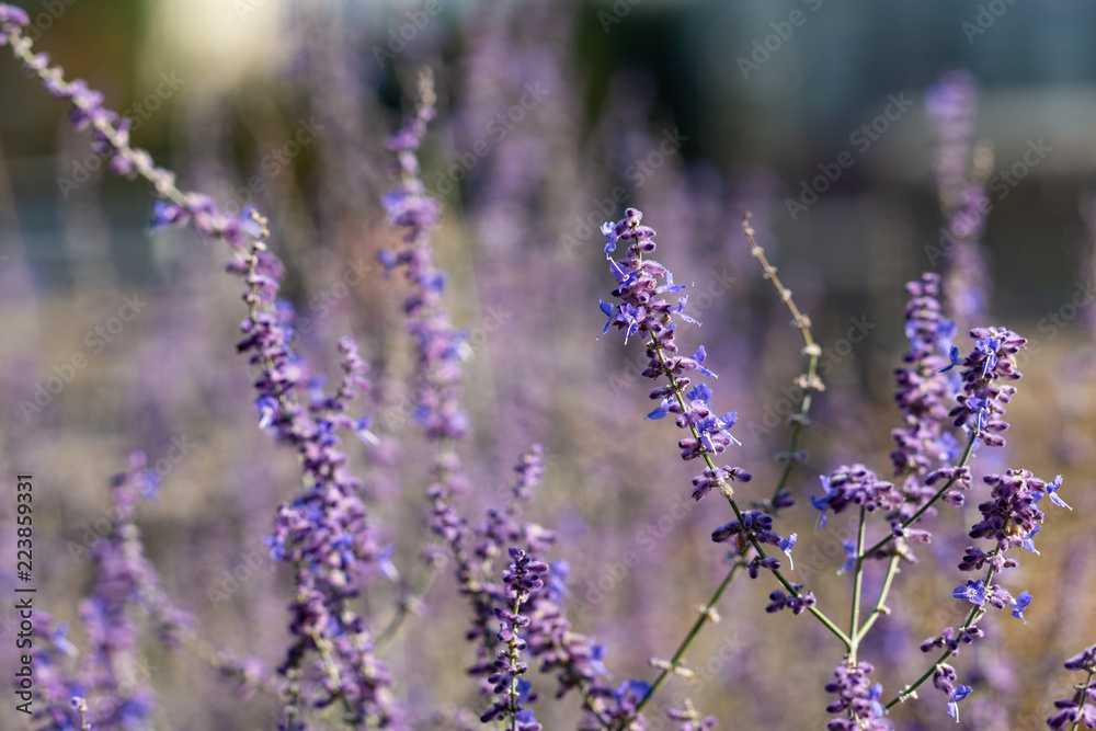 Fototapeta premium Perennial sage flowers