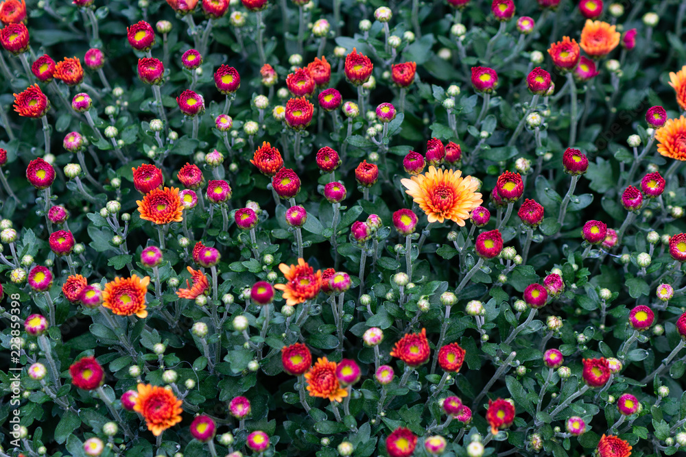 Beautiful red Chrysanthemum flowers on a flower bed. Natural carpet in the garden. Colorful floral decorative background or backdrop Beautiful red Chrysanthemum flowers on a flower bed. Natural carpet in the garden. Colorful floral decorative background or backdrop