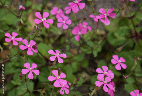 Small pink flowers © galexia