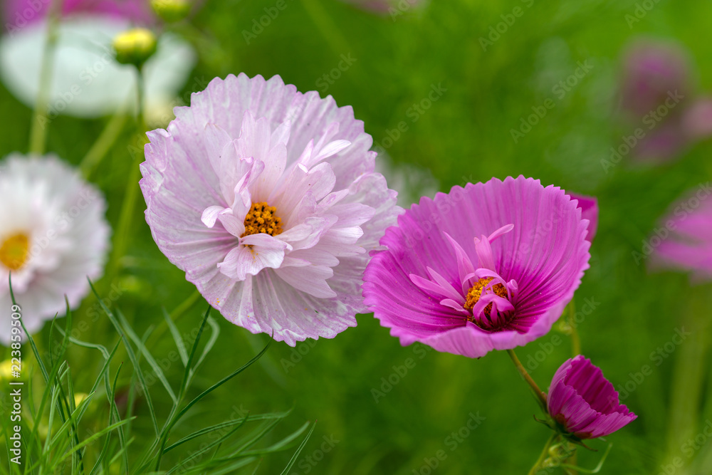 Fototapeta premium Różowe kwiaty Cosmea