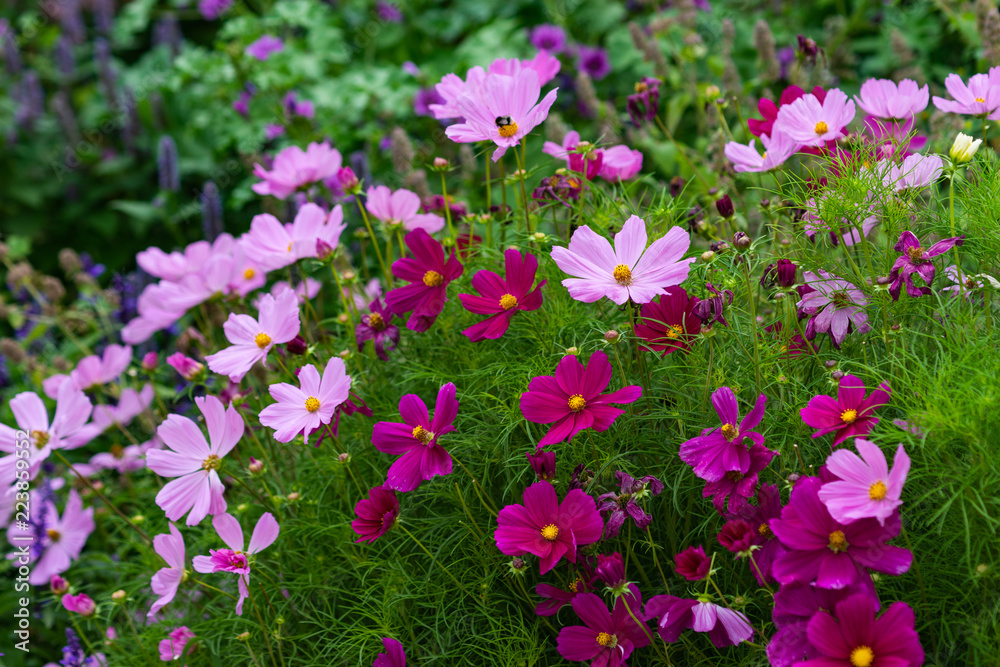 Pink and purple Cosmea flowers