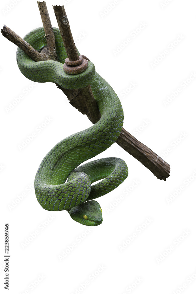 Obraz premium Large-eyed Green Pitviper or Green pit vipers or Asian pit vipers, green snake on branch with white background in Thailand and clipping path.