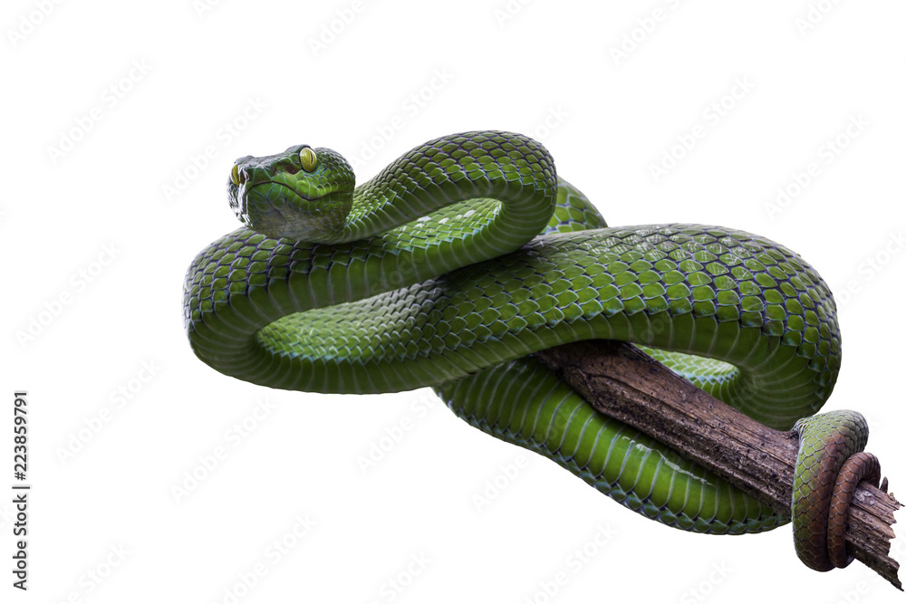 Obraz premium Large-eyed Green Pitviper or Green pit vipers or Asian pit vipers, green snake on branch with white background in Thailand and clipping path.