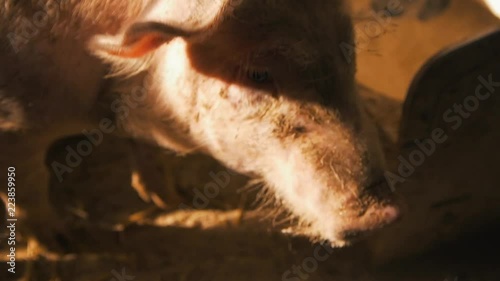Organic pigs eating grain grist on the farm