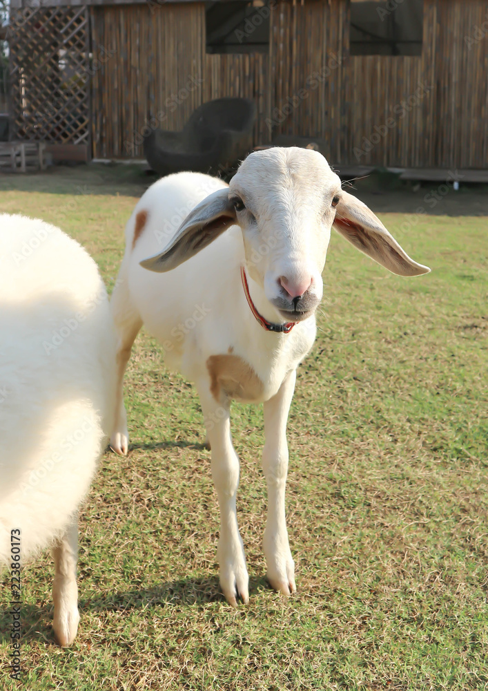 Obraz premium sheep or lamb in the field