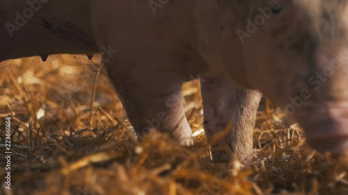 Organic pig on the farm walking through hay in the sun