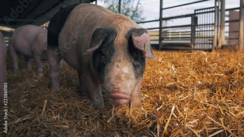 Organic pigs on the farm in the sun