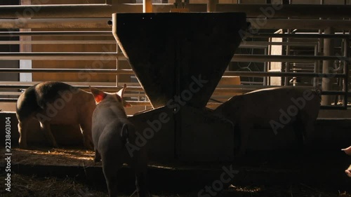 Organic pigs eating grain grist on the farm