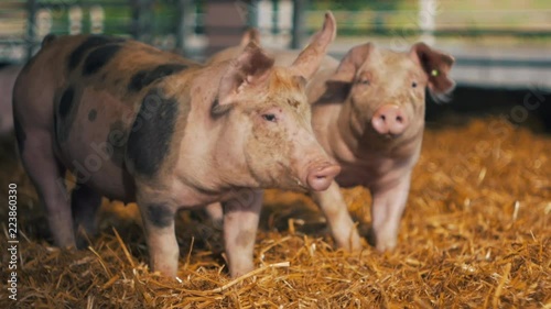Organic pigs on the farm in the sun