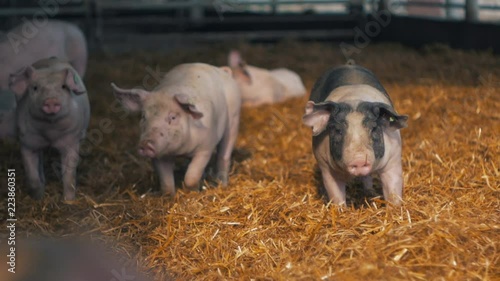 Organic pigs walking in hay on the farm in the sun