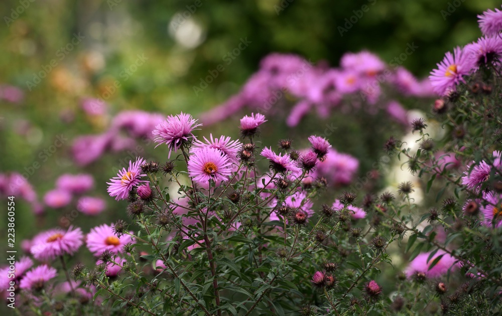 Fototapeta premium fleurs