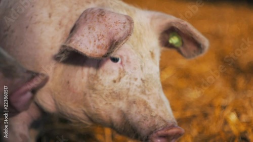 Organic pig on the farm in the sun