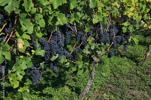 Vineyards, grapevines at the St. Remigius Chapel, Wurmlinger Kapelle, Baden Württemberg, Germany photo