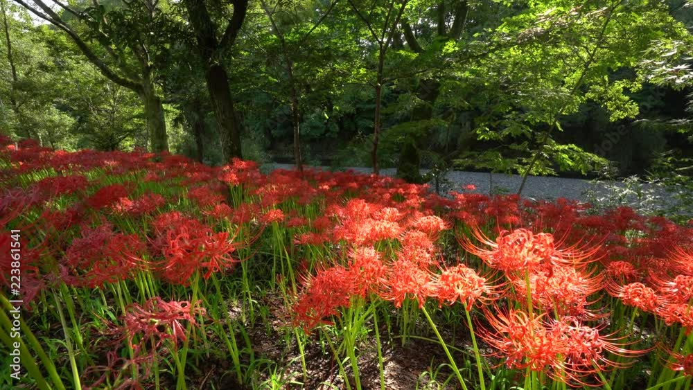 巾着田曼珠沙華公園 巾着田曼珠沙華公園