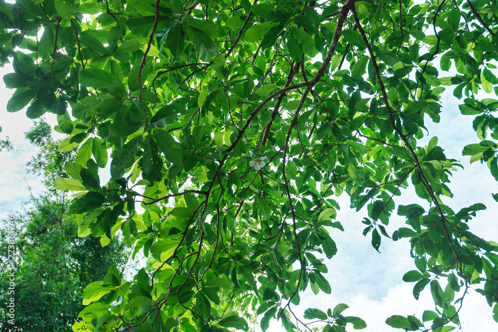 Branch of a tree Branch of a tree