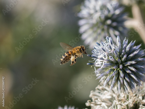 Honey bee and ball thistle