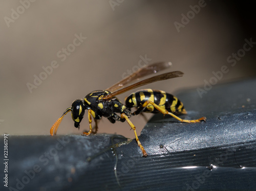 Wasp at water © Sabine Se
