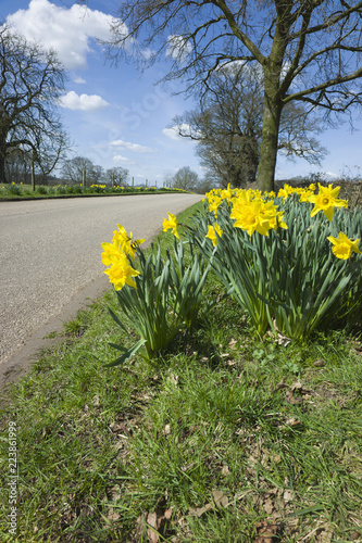 daffodils by side of road