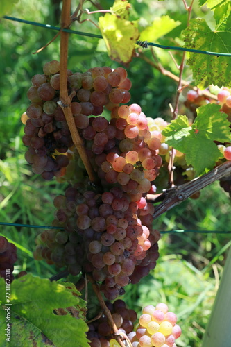 Vineyards, grapevines at the St. Remigius Chapel, Wurmlinger Kapelle, Baden Württemberg, Germany photo