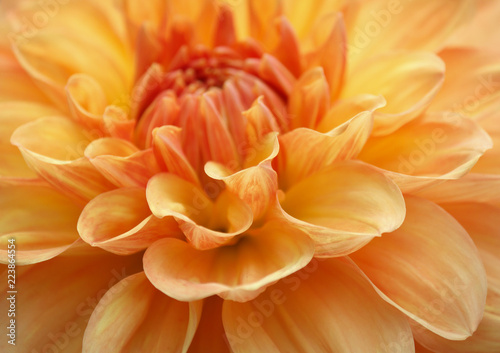 Fototapeta Naklejka Na Ścianę i Meble -  Closeup of a yellow orange dahlia flower
