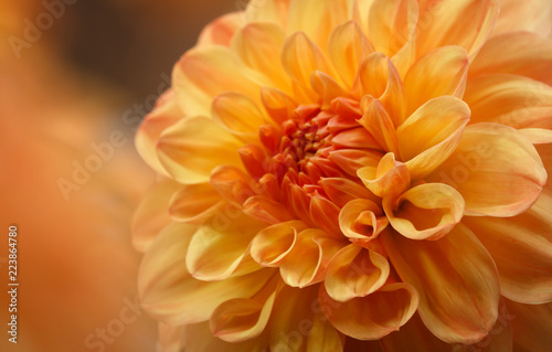 Fototapeta Naklejka Na Ścianę i Meble -  Closeup of a yellow orange dahlia flower
