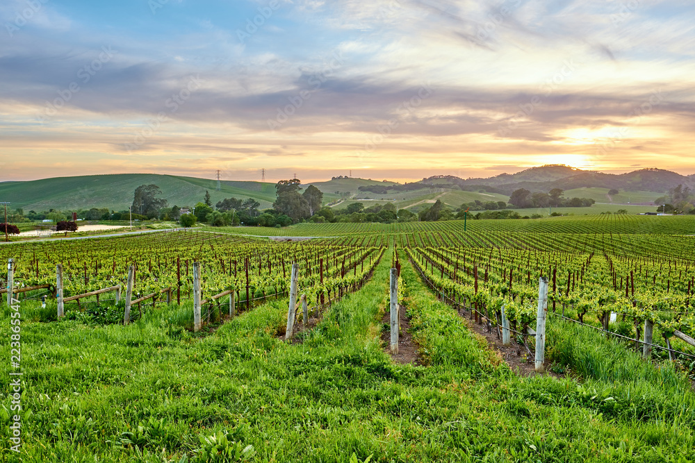 Vineyards at sunset in California, USA