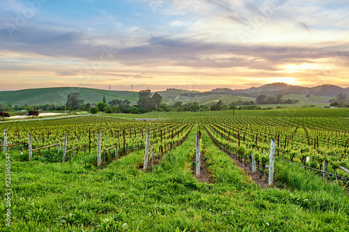 Wallpaper Mural Vineyards at sunset in California, USA Torontodigital.ca